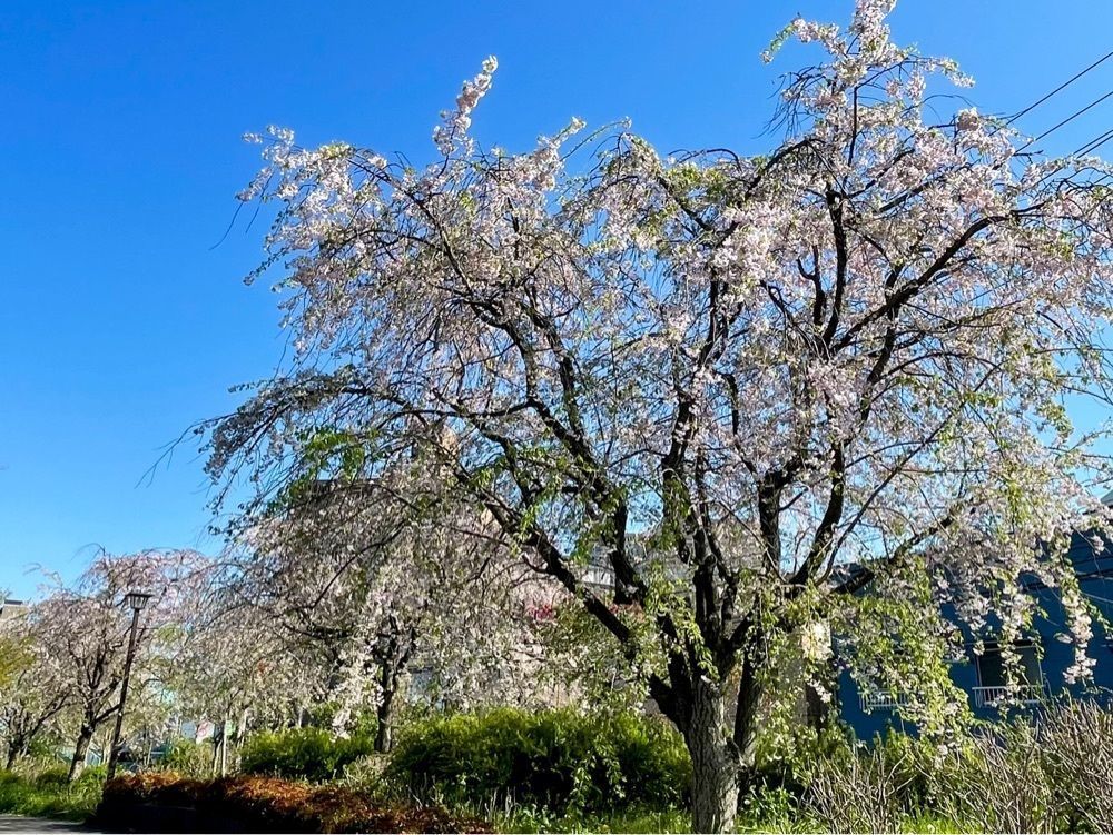 active34さんが投稿した蘆花恒春園に関する口コミの画像