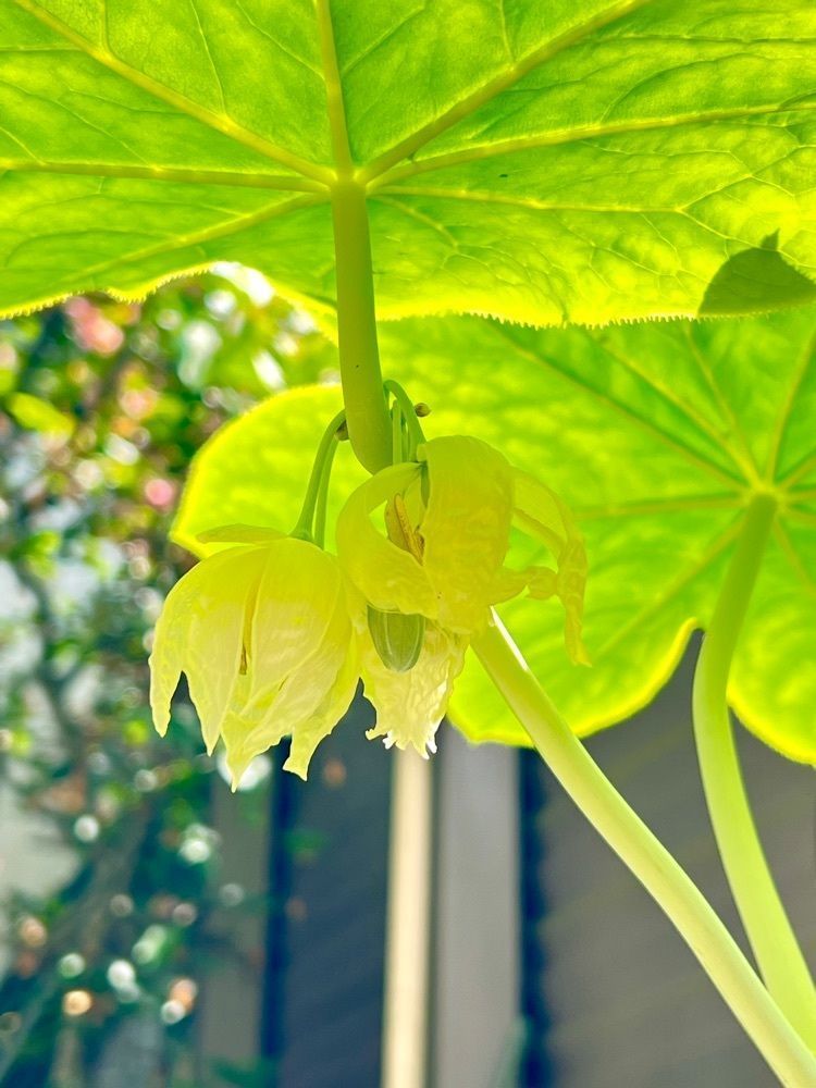 ビンカさんが投稿した幸修園カフェ（幸修園）に関する口コミの画像
