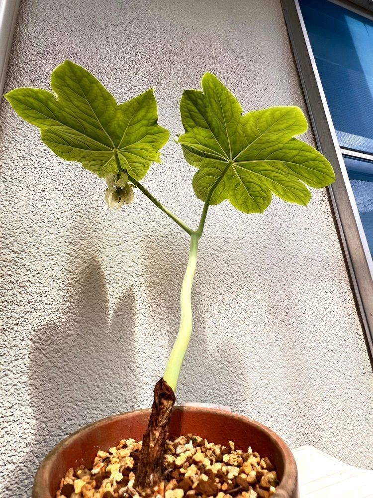 ビンカさんが投稿した幸修園カフェ（幸修園）に関する口コミの画像