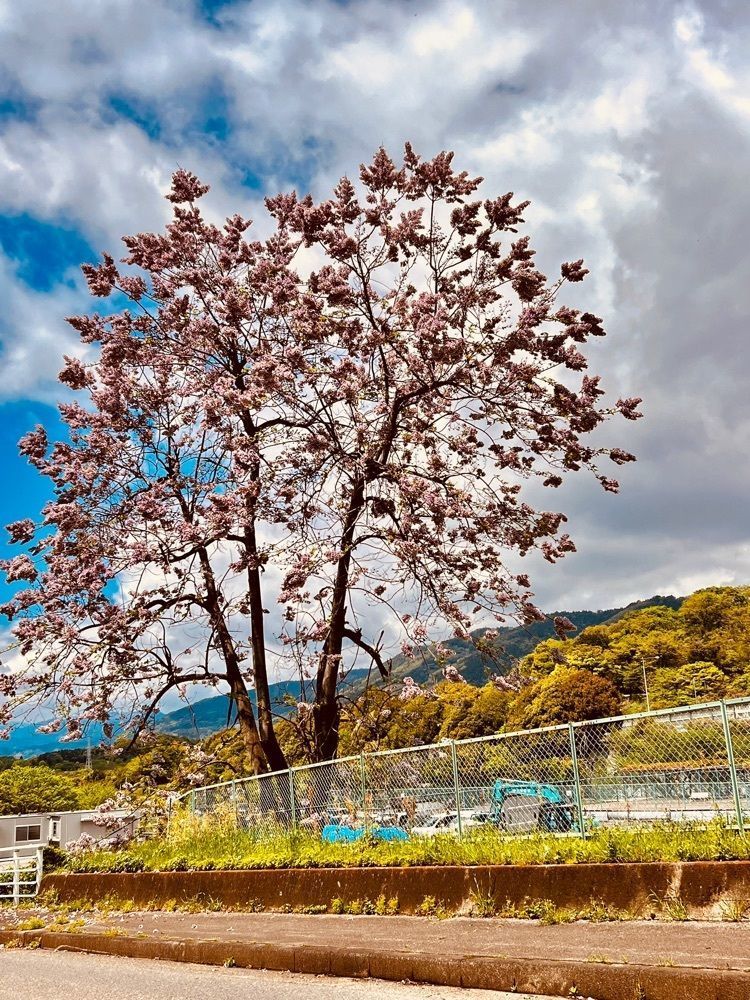 ビンカさんが投稿した幸修園カフェ（幸修園）に関する口コミの画像