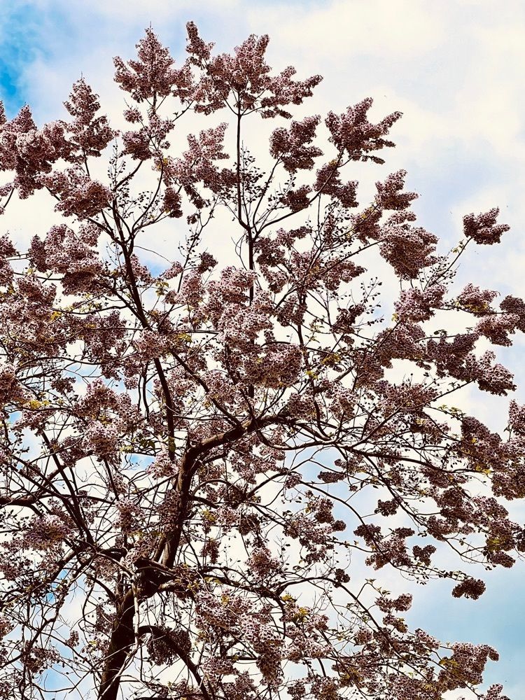 ビンカさんが投稿した幸修園カフェ（幸修園）に関する口コミの画像
