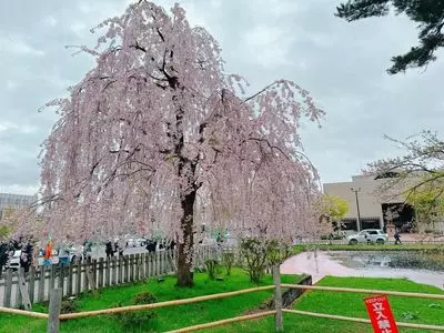 弘前公園の桜
