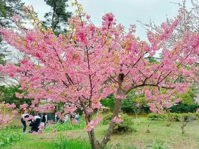 弘前公園の桜