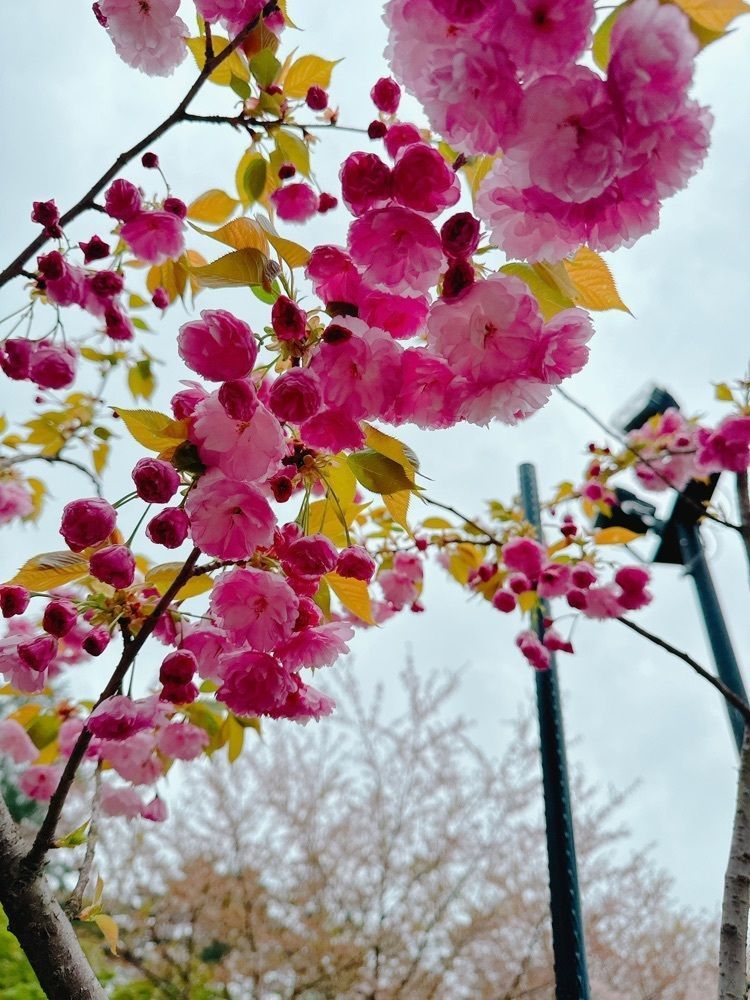 鉄道こまちさんが投稿した弘前公園の桜に関する口コミの画像