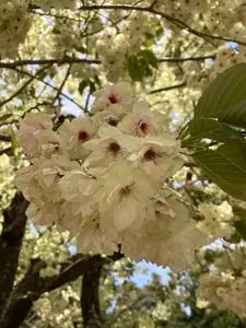 金桜神社の桜