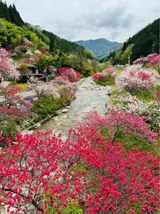 花桃発祥の地（はなもも街道）