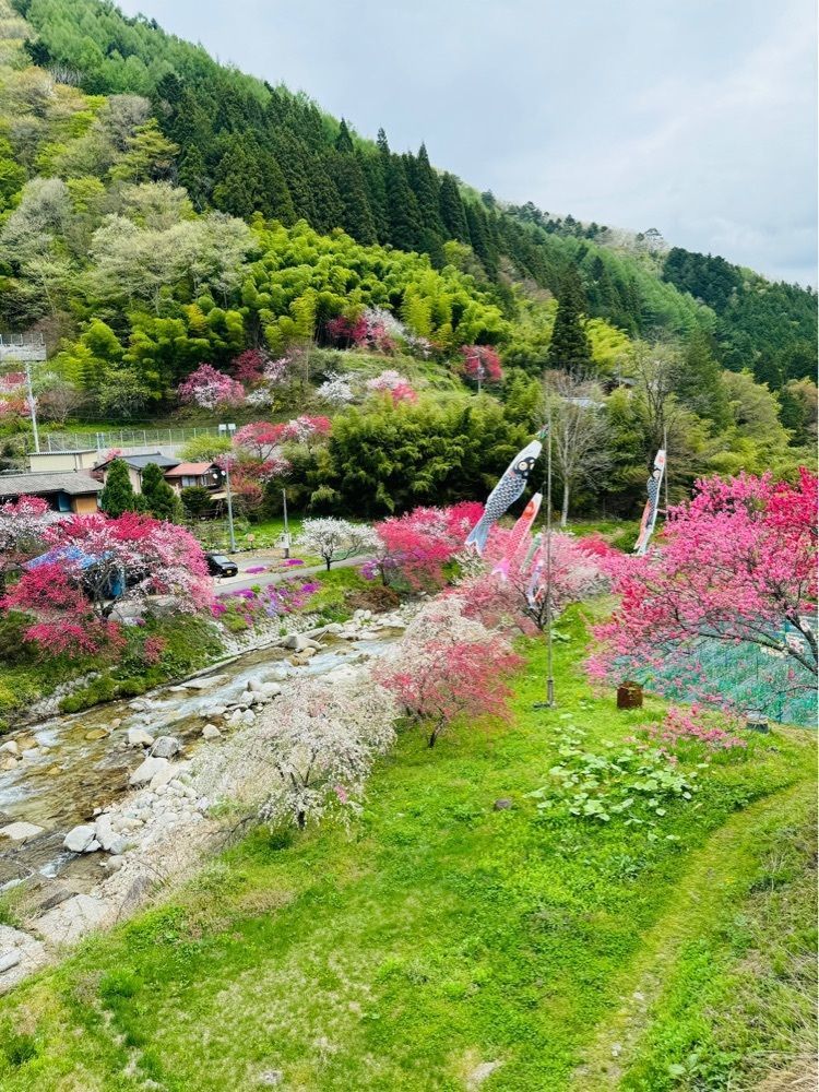 P-sanさんが投稿した花桃発祥の地（はなもも街道）に関する口コミの画像