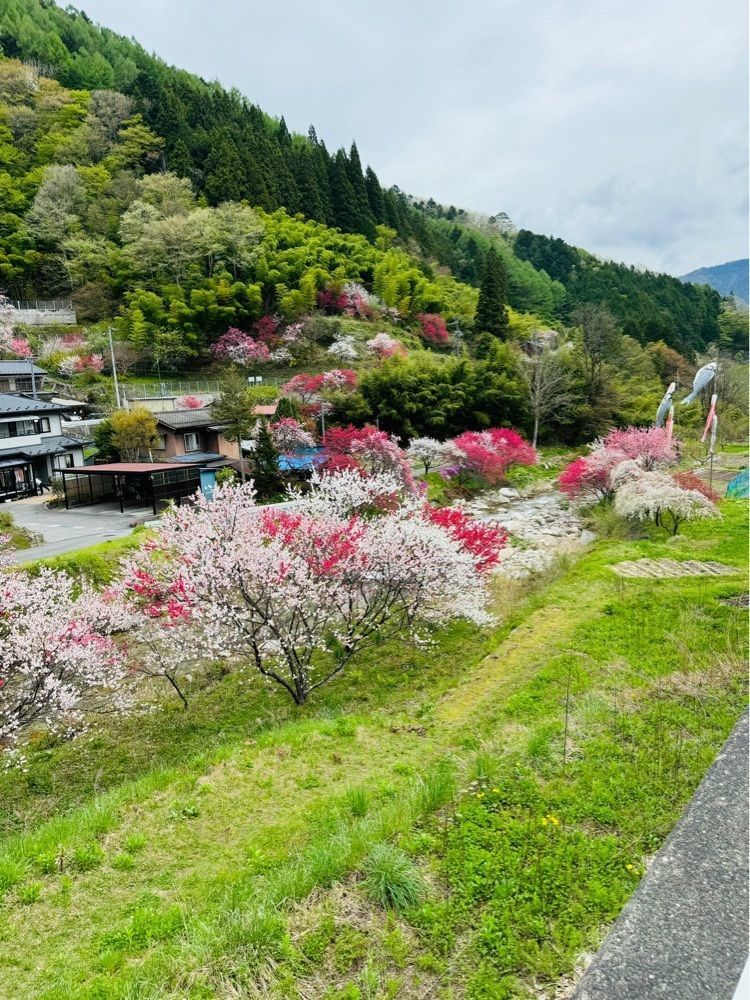 P-sanさんが投稿した花桃発祥の地（はなもも街道）に関する口コミの画像
