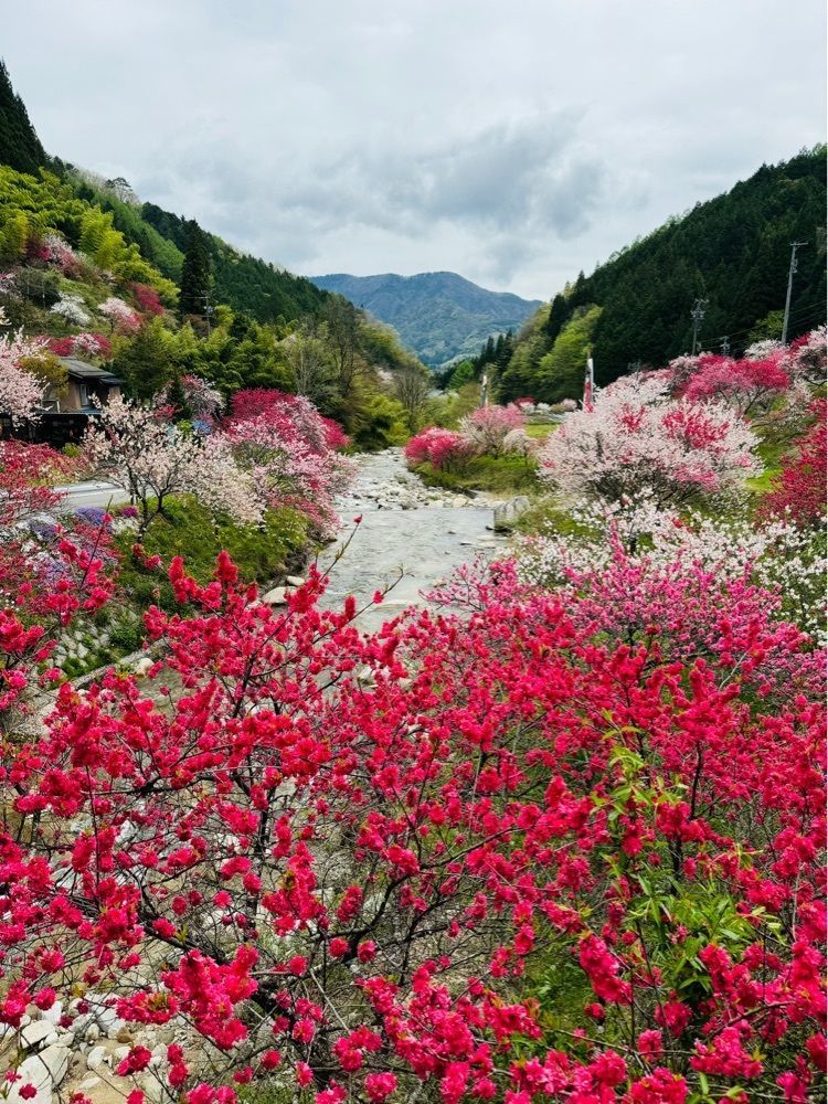 P-sanさんが投稿した花桃発祥の地（はなもも街道）に関する口コミの画像