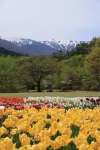 国営アルプスあづみの公園 売店