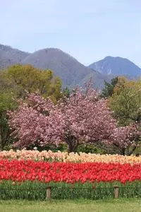 国営アルプスあづみの公園 売店