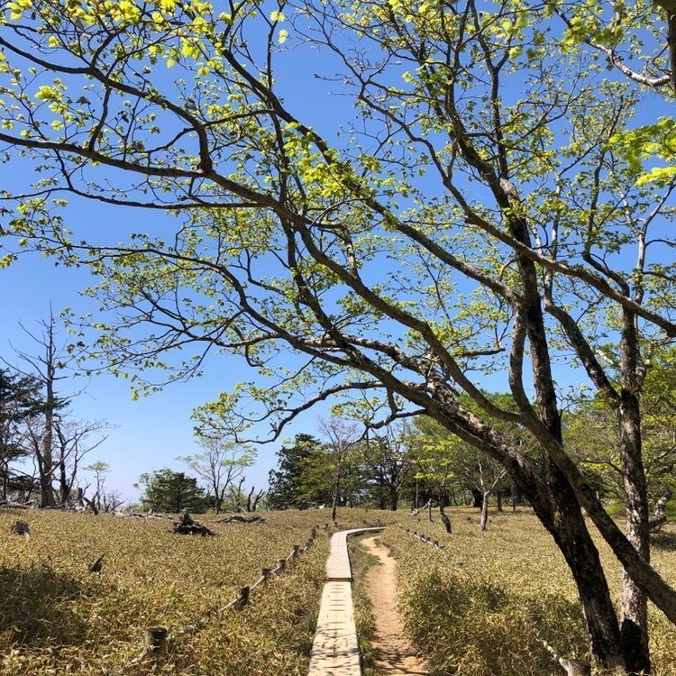 takeさんが投稿した正木ヶ原の原生林に関する口コミの画像