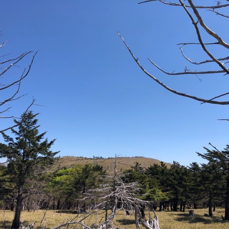takeさんが投稿した正木ヶ原の原生林に関する口コミの画像