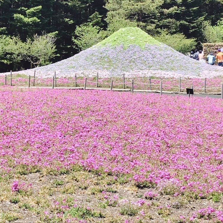 Mitsuさんが投稿した富士本栖湖リゾートに関する口コミの画像