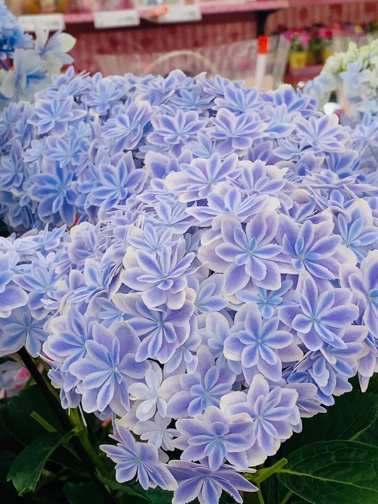 mariさんが投稿したあじまん ホーマックつくば梅園店に関する口コミの画像