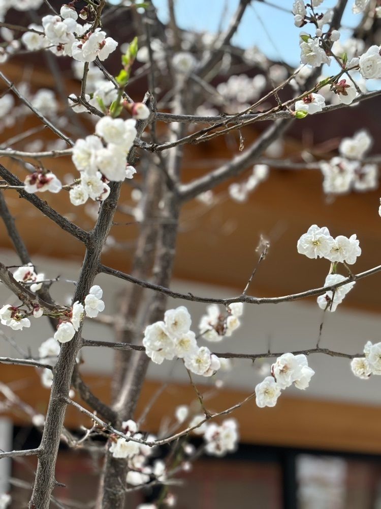 それなはとけさんが投稿した西野神社に関する口コミの画像
