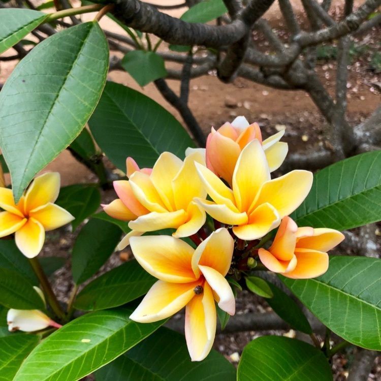 松尾毅さんが投稿したKoko Crater Botanical gardenに関する口コミの画像