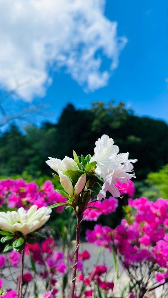 ぺたこ♡さんが投稿した花の郷滝谷花しょうぶ園に関する口コミの画像