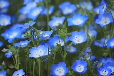 大庄屋山口家庭園