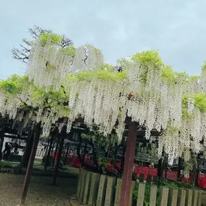 葛井寺