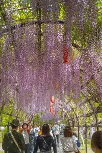 中山大藤