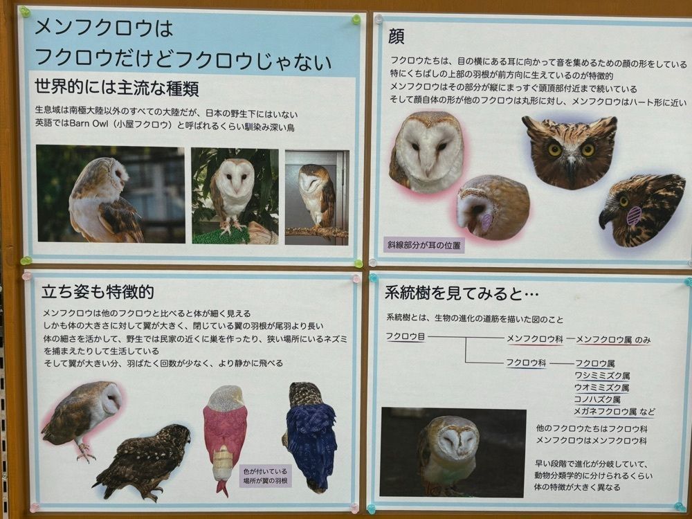 みーなさんが投稿したフォーゲルパーク　フローラに関する口コミの画像