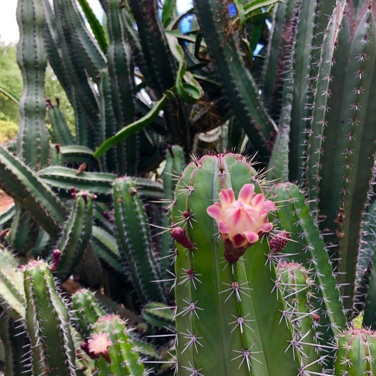 松尾毅さんが投稿したKoko Crater Botanical gardenに関する口コミの画像