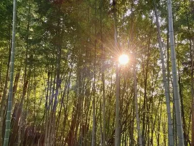 湯田川温泉梅林公園