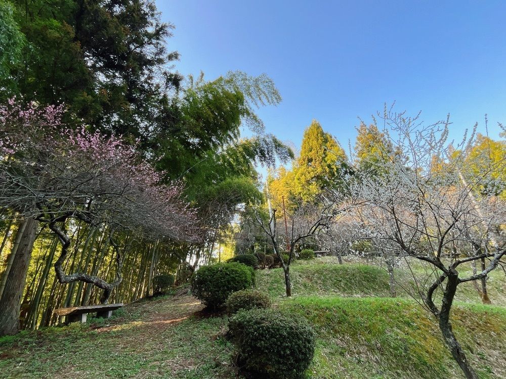 猫なぎ。さんが投稿した湯田川温泉梅林公園に関する口コミの画像