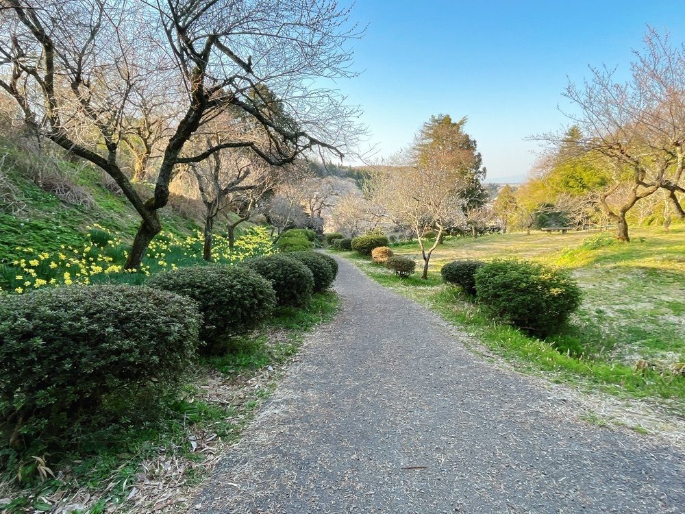 猫なぎ。さんが投稿した湯田川温泉梅林公園に関する口コミの画像