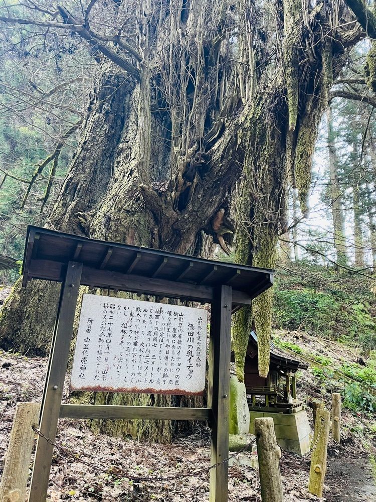 猫なぎ。さんが投稿した湯田川温泉に関する口コミの画像