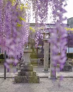 黒木の大藤