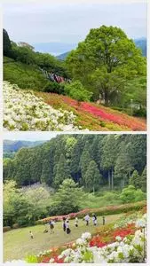姫の沢公園のツツジ