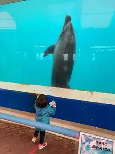 イルカ島
