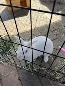 月うさぎの里