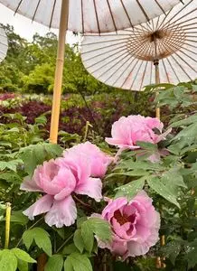 長谷寺の牡丹