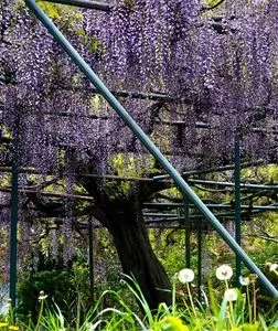 中井中央公園