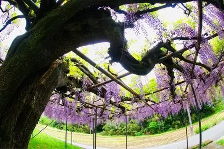 中井中央公園
