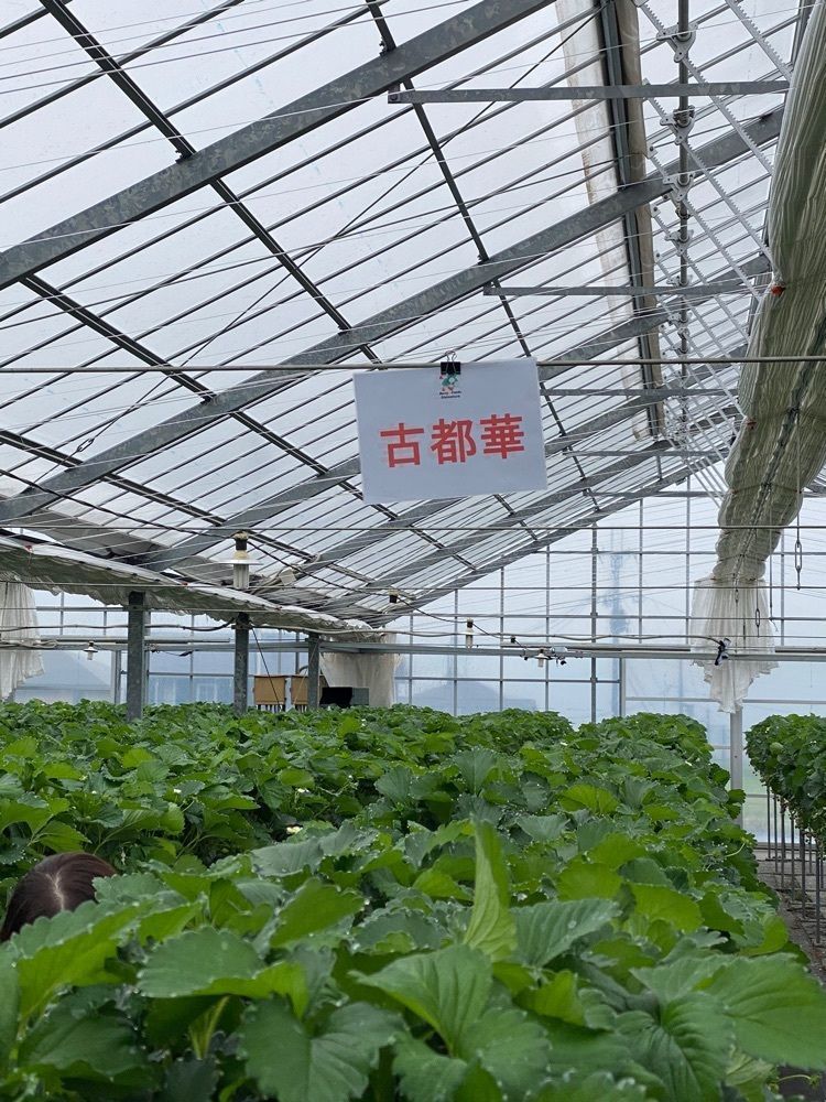としりん🍄さんが投稿した下村ベリー園に関する口コミの画像