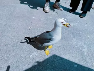 蕪島