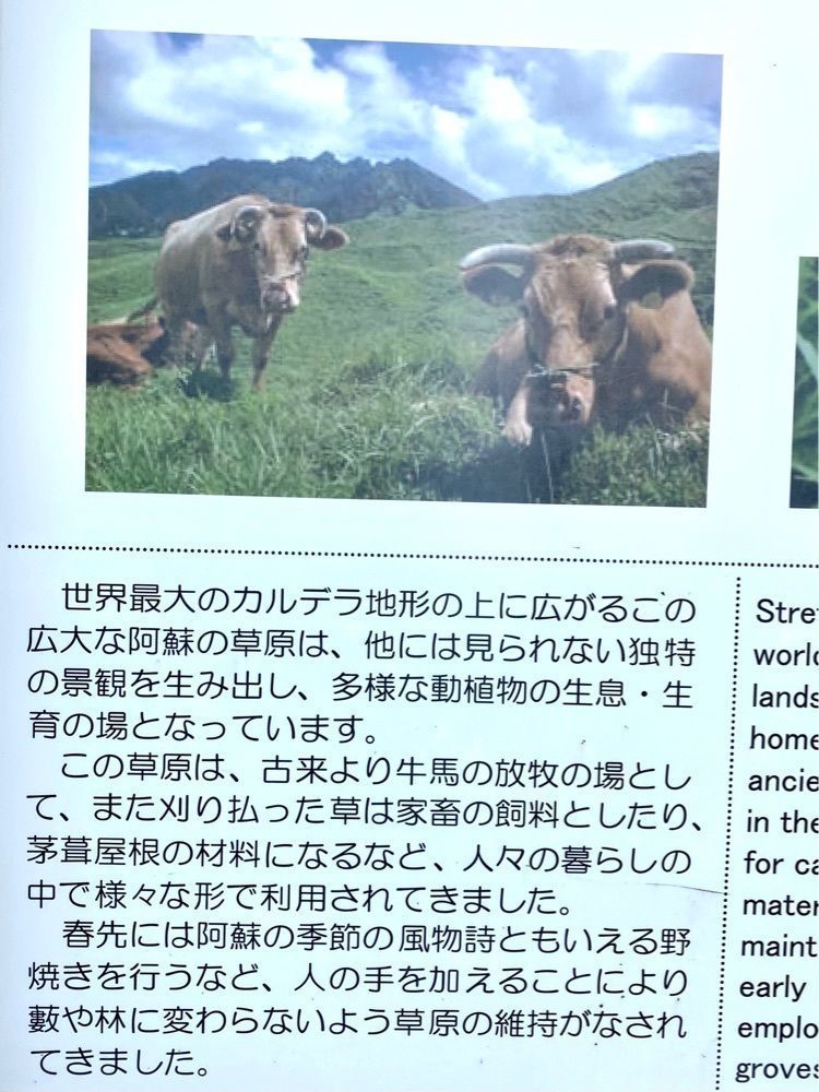 Satoshi.Nさんが投稿した大観峰茶店（ダイカンボウチャテン）に関する口コミの画像