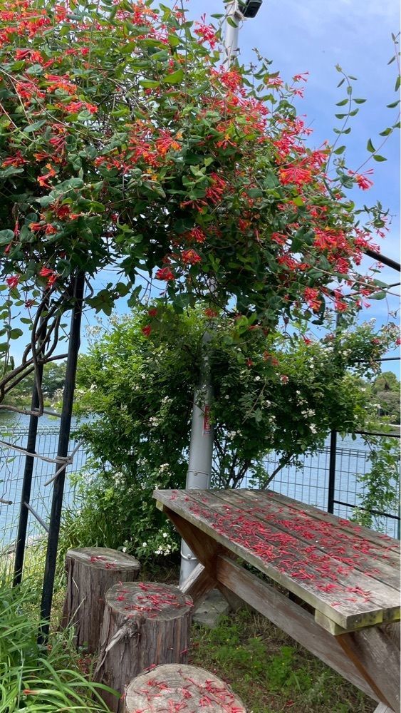 みぃさんが投稿した仏生山公園に関する口コミの画像