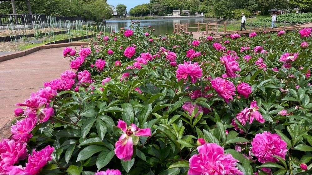 みぃさんが投稿した仏生山公園に関する口コミの画像