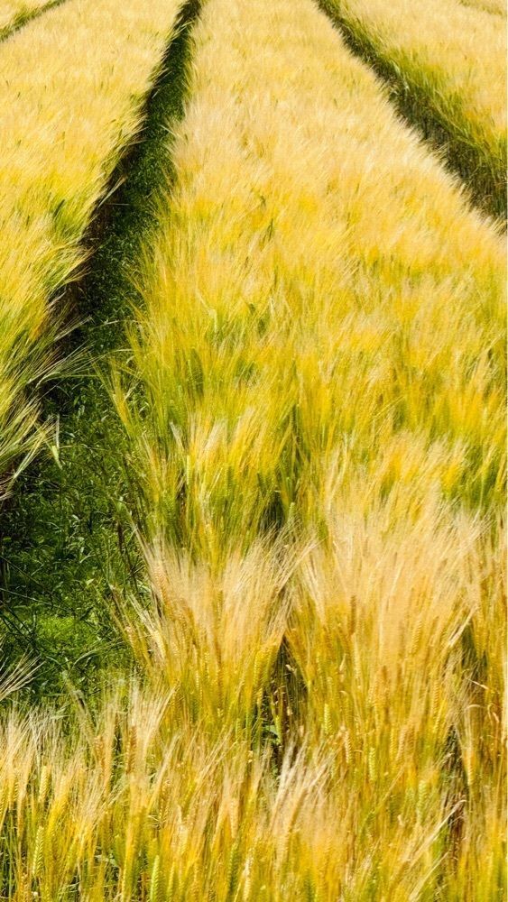 surumeさんが投稿した小郡市に関する口コミの画像