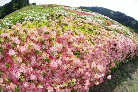 姫の沢公園のツツジ