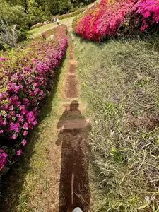 姫の沢公園のツツジ