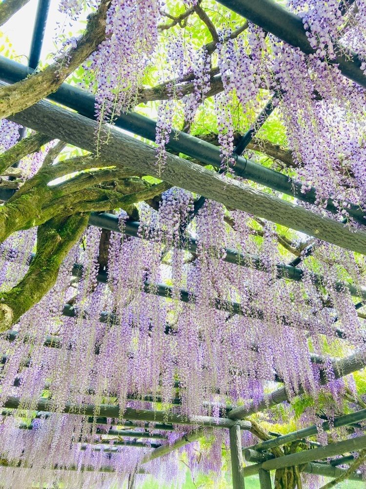 So-kunさんが投稿した白井大町藤公園に関する口コミの画像