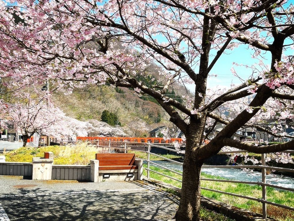 猫なぎ。さんが投稿したあつみ温泉温海川河畔桜並木に関する口コミの画像