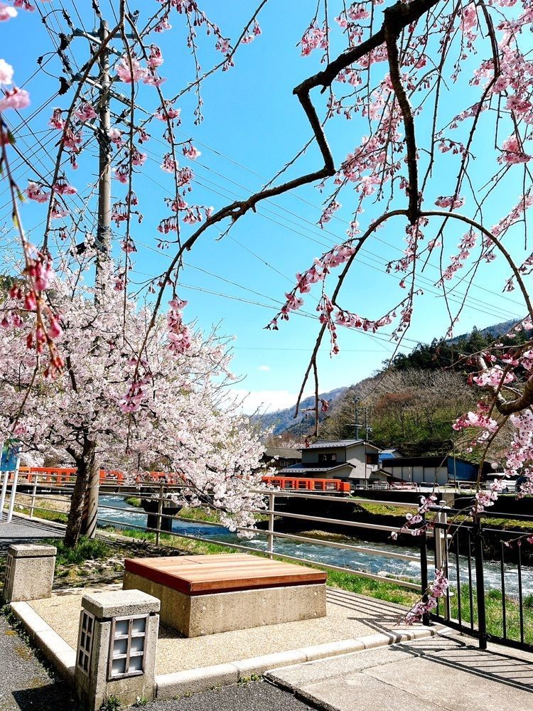 猫なぎ。さんが投稿したあつみ温泉温海川河畔桜並木に関する口コミの画像
