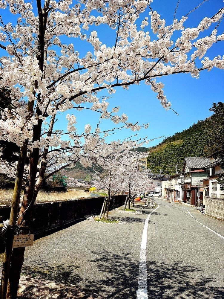 猫なぎ。さんが投稿したあつみ温泉温海川河畔桜並木に関する口コミの画像